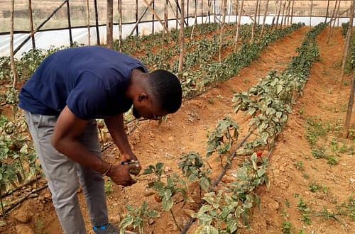 man inspecting vegetables at a farm
